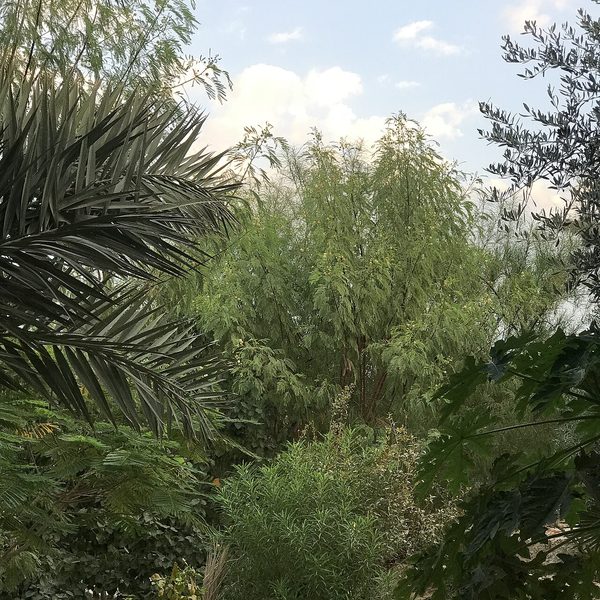 Green trees growing inside the Greening the Desert project