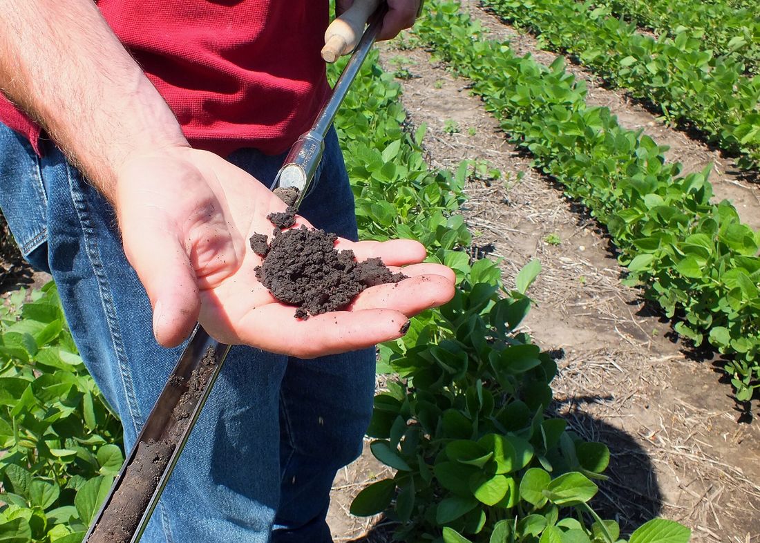 A hand holding dark, crumbly soil next to a row of soybeans